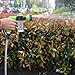 Buyplus 304 Stainless Steel Metal Garden Hose-Never Kink, Watering Lawn, Yard/Garden, Car Wash (50FT)