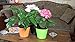 Window Garden Aquaphoric Self Watering Planter (7”) + Fiber Soil = Foolproof Indoor Garden. Decorative Planter Pot for House Plants, Flowers, Herbs, Violets, Succulents. Easy Looks Great.