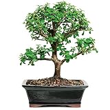 Brussel's Live Jade Indoor Bonsai Tree - 7 Years Old; 8" to 12" Tall with Decorative Container