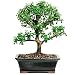 Brussel's Live Jade Indoor Bonsai Tree - 7 Years Old; 8" to 12" Tall with Decorative Container