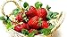 Hirt's Gardens B00U2PZJPE Everbearing Ozark Beauty Strawberry 20 Bare Root Plants primary