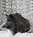 Sanglier by