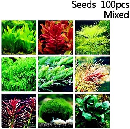 shen chou 5 Pack Water Plant Seeds Water Grass Seed Tall Hairgrass Buffalo Seeds Easy Aquatic Live Grow Plants Fish Tank Decoration Landscape Ornament Aquarium Decor Foreground