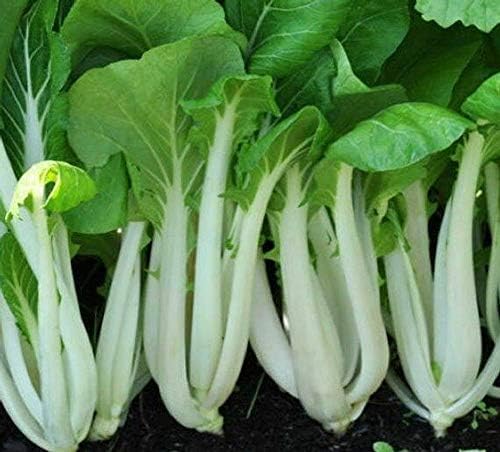 1000 Heirloom Bok Choy Pak Choi White Stem Chinese Cabbage Seeds - Comb S/H - TheGardeningWorld