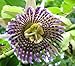 SWEET GRENADILLA PASSIFLORA LIGULARIS 10 seeds