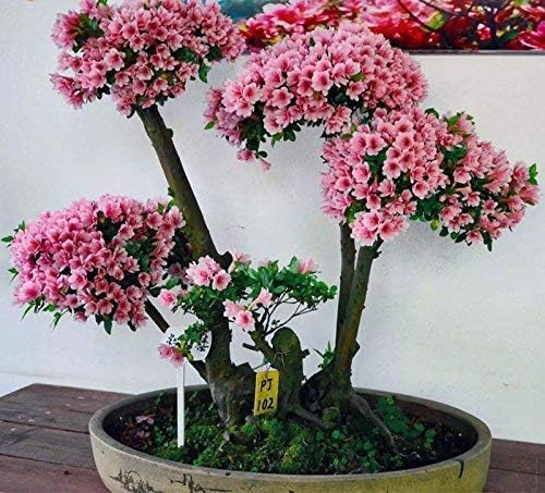 MIYU 15 Japanese Flowering Cherry Blossom Bonsai Seeds,Exotic Rare Bonsai Seeds …