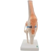 Kouber Anatomical Medical Knee Joint with Ligaments Model,Life Size