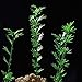 WINOMO Model Bamboo Trees Miniature Landscape Bamboo Trees Scale 1:75, Pack of 100 (Green)