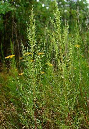 Hardy French Tarragon Plant - Artemisia - 3" Pot