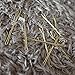 ScivoKaval Bobby Pins Bulk Champagne Gold for Blonde 100 Count Hair Bob Pins Bulk in a Case Box Tub, 2.2 inch
