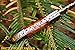 DKC Knives (40 6/18) DKC-59 Dartmouth Damascus Folding Pocket Knife 4.5