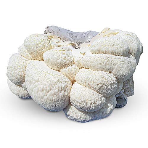 Grow Your Own Lion’s Mane Mushroom Kit – 10lb Commercial Grade Kit – Fully Colonized