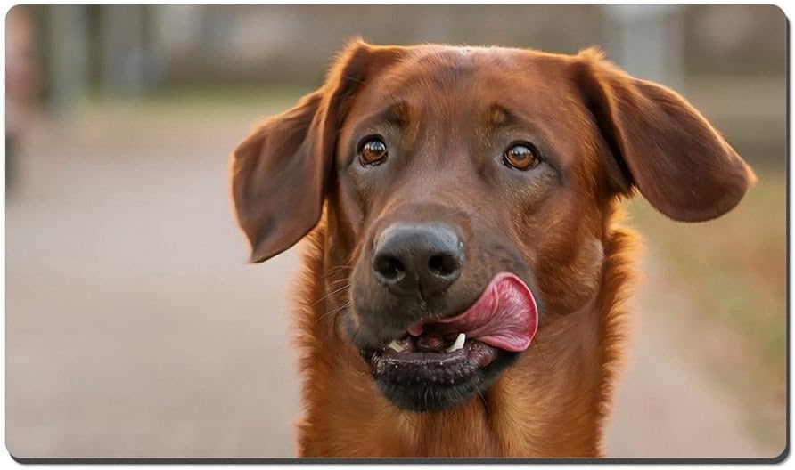 Amazon Com Brown Dog Front View Eyes Tongue Animal Picture Game Office Large Mouse Pad 13 5x23 5inches Office Products