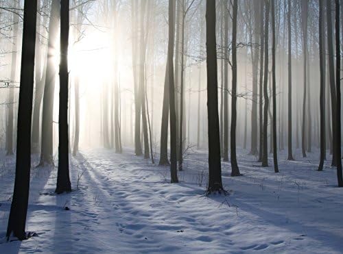 NON-WOVEN Photo Wall Mural MISTY WINTER FOREST (340V) -Sea Ocean Forest Flowers Landscape Nature Garden-Kitchen Children Dining Living Bed Room Nursery