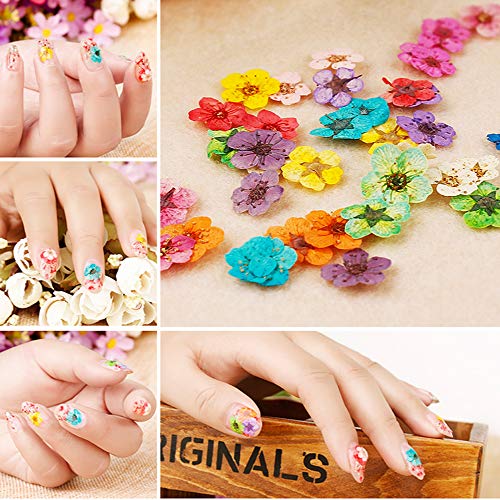 Sealive 3D Nail Art Accessories Kits 12 Colors Natural Real Dried Flowers Nail Art 3 Set, with 50 Pcs Fan-shaped PVC False Nail Art Tips Practice Display, Nail Brush and Nail Stickers Decal Tweezer