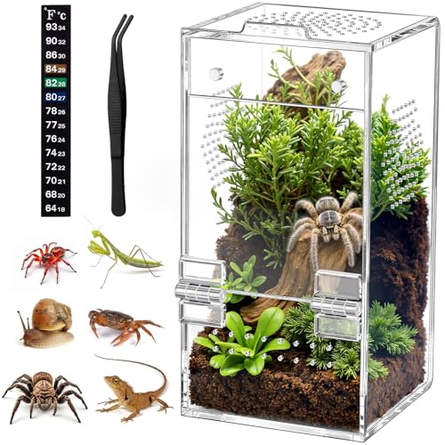CourtyardAid Jumping Spider Enclosure