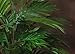 Nearly Natural Areca Palm with Urn Silk Plant