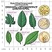 Funshowcase 6 Leaves Fondant Leaf Candy Mold for Sugar Paste, Chocolate, Fondant, Butter, Resin, Polymer Clay, Wax, Soap, Crafting Projects and Cake Decoration