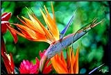 Hinterland Trading Bird Of Paradise (Very Rare) - Strelitzia reginae - 10 Seeds