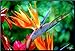 Hinterland Trading Bird Of Paradise (Very Rare) - Strelitzia reginae - 10 Seeds primary