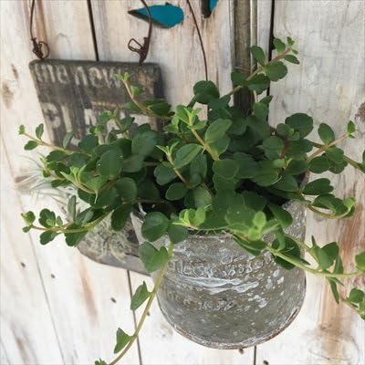 Amazon カランコエ フィフィ9cmポット ミニ観葉 観葉植物 観葉植物 オンライン通販 Amazon カランコエ フィフィ9cmポット ミニ観葉 観葉植物 観葉植物 オンライン通販
