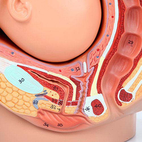 image for Axis Scientific Anatomy Model of Pregnancy Pelvis | Includes a Full-Te