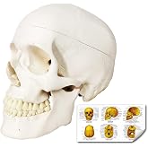 Merinden Human Skull Anatomy Model, Life Size 3-Part | Skull Model with Removable Skull Cap and Articulated Mandible and Teeth, Adult Skull Anatomical Model for Medical Study