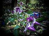 Purple Angel Trumpets Giant Flowers (25 Seeds)