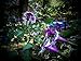 Purple Angel Trumpets Giant Flowers (25 Seeds)