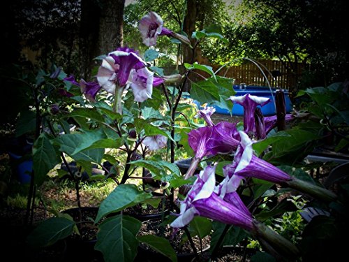 Purple Angel Trumpets Giant Flowers (25 Seeds) Purple Angel Trumpets Giant Flowers (25 Seeds)