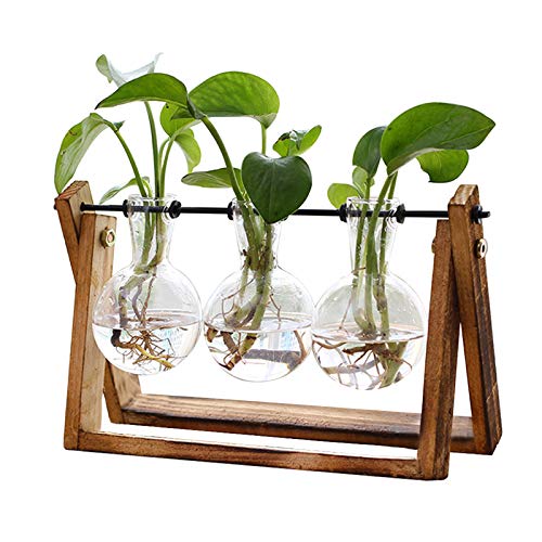 XXXFLOWER Bulb Glass Terrarium