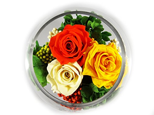 1 Blumengesteck aus echte konservierte Blumen mindestens 3 Jahre haltbar mit 1 orangene Rose, 1 gelbe Rose, 1 champagne Rose, grüne Hortensie und extra Bindegrün - Abmessungen: Höhe ca. 10 cm - Durchmesser 10 cm – Bild 4