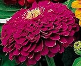 Zinnia Benary Giant Purple Annual Seed