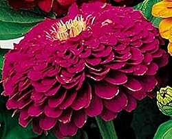 Zinnia Benary Giant Purple Annual Seed