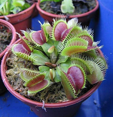 Eat Cordyceps Dionaea Muscipula Giant Clip Venus Flytrap suculentas Semillas Carnivorous Plant Semillas (500)
