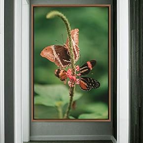 signwin Framed Canvas Wall Art Butterflies Butterfly Colorful...