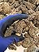 Dried Morel Mushrooms - Wild Harvest, 4oz