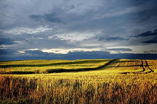 PigBangbang,Intellectiv Games Photomosaic Jigsaw Puzzle Basswood in a Box 1500 Piece 34.4 X 22.6 '' Famous Paintings Home Decoration With Gule-Silent Meadow