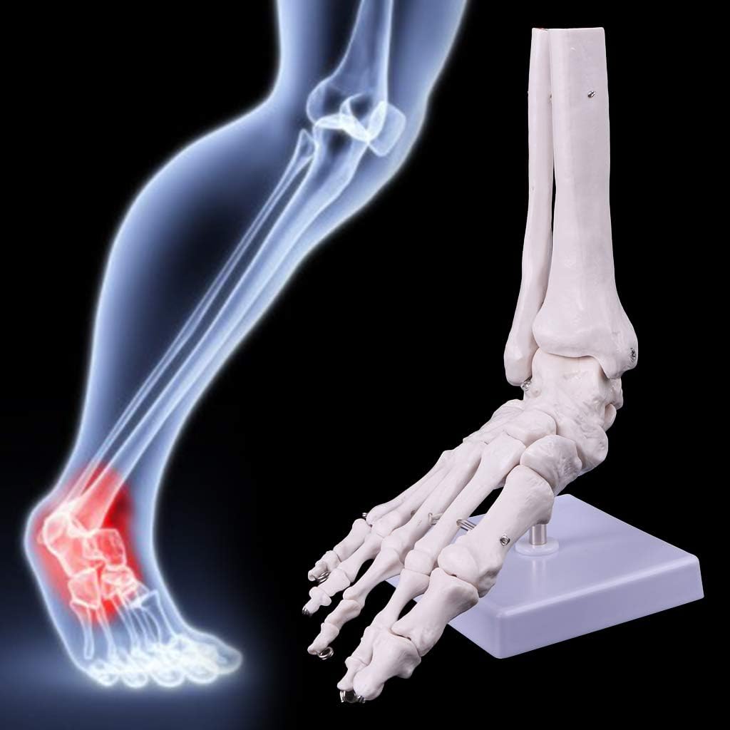 Dayloveme Skeleton Model Life Size Foot Ankle Joint Anatomical Medical Display Study Tool