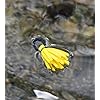 Loon-Outdoors-Foam-Tip-Toppers Loon-Outdoors-Foam-Tip-Toppers