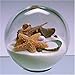 Dune Design Studios, Inc. Sand & Shell Sandglobe Paperweight 4-inch White Sand