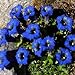 Outsidepride Stemless Gentian Seeds - 500 seeds
