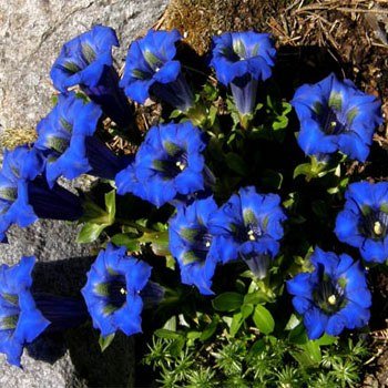 Outsidepride Stemless Gentian Seeds - 500 seeds Outsidepride Stemless Gentian Seeds - 500 seeds