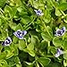Miniature Fairy Garden Lindernia grandiflora, Blue Moneywort