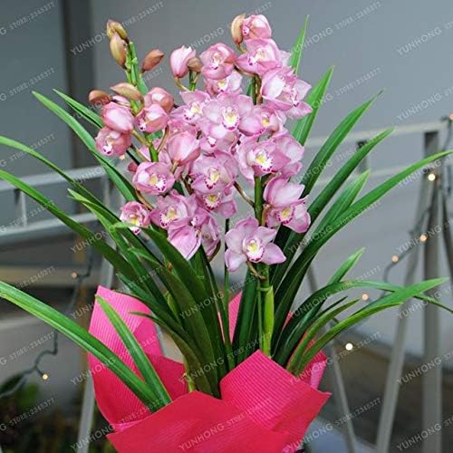Pinkdose Cymbidium Bonsai Orchidea Cymbidium Pianta Bonsai Fiore Bonsai Crescita Naturale Pianta Fai Da Te Per La Casa Giardino 100 Pz Borsa 14 Amazon It Giardino E Giardinaggio