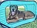 Pop Open Collapsible Travel Crate in 2 Sizes (Large)