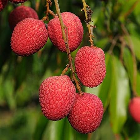 Mphmi Plant Litchi plant (Air Layered)- Fruit Plants & Tree plants lychee