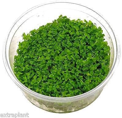 Micranthemum Monte Carlo Tissue Culture Rare Live Aquarium Plants Baby Tears