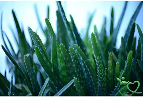 Aloe Vera Powder Thrive Naturally - 1kg