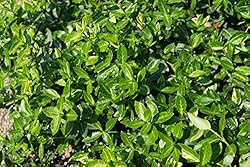Greenwood Nursery: Live Ground-Cover Plants